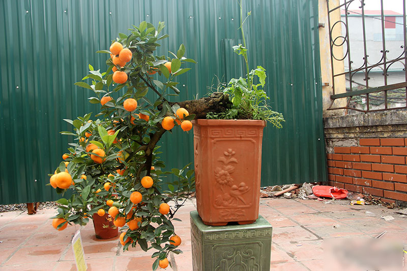 Cây quất độc nhất được ngã giá trăm triệu chưa bán